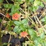 Lysimachia arvensis Blüte