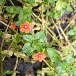 Lysimachia arvensis Fiore