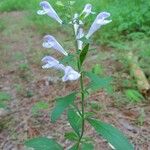 Scutellaria integrifolia Цвят