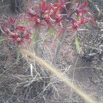 Hippeastrum cybister