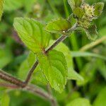 Mentha aquatica পাতা