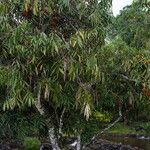 Saraca indica Hábito