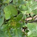 Barbarea vulgaris Kukka
