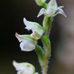 Goodyera oblongifolia