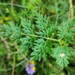 Selinum carvifolium Leaf