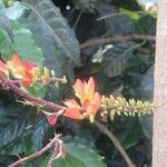 Erythrina edulis फूल