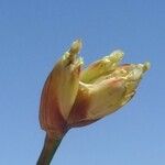 Juncus triglumis Floare