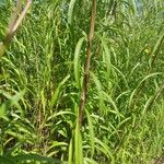 Helianthus salicifolius ഇല