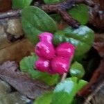 Symphoricarpos orbiculatus Frucht