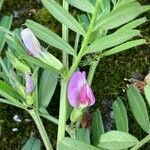 Vicia sativa Floare