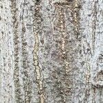 Acacia collinsii 树皮