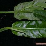 Philodendron ligulatum Altres