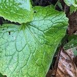 Lunaria rediviva Leaf