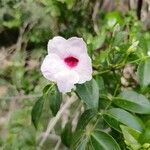 Pandorea jasminoides फूल