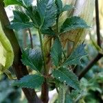 Angelica atropurpurea Hoja