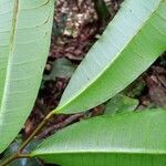 Maquira calophylla Hoja