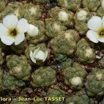 Androsace helvetica Flower
