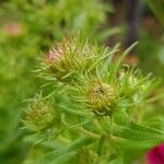 Symphyotrichum novae-angliae 其他