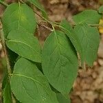 Euonymus verrucosus Leaf