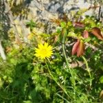 Gelasia hirsuta Flower