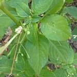 Impatiens parviflora Blatt