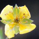 Potentilla erecta Flower