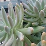 Dudleya greenei Feuille