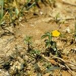 Potentilla canadensis Habit