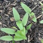 Solanum betaceum Leaf