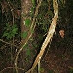 Strychnos panamensis 樹皮