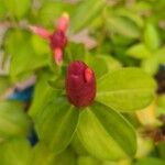 Costus spiralis Flower