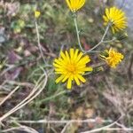 Hieracium glaucinum Flower