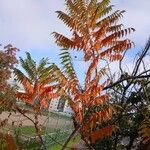 Rhus typhina Habitus