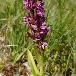 Dactylorhiza incarnata 形態