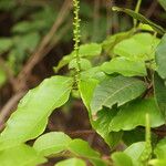 Sclerocroton cornutus Φύλλο