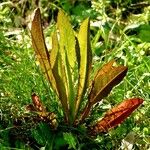 Rumex hydrolapathum ഇല