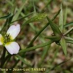 Damasonium polyspermum Muu