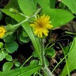 Hieracium scabrum Flower