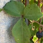 Cissus trifoliata Hoja