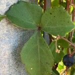 Cissus trifoliata Leaf