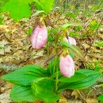 Cypripedium acaule 叶