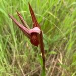 Serapias strictiflora Flower