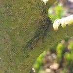 Salix acutifolia Corteza