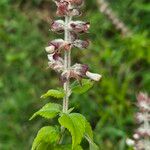 Ocimum lamiifolium Blüte