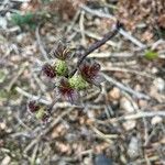 Sambucus racemosa Φύλλο