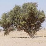 Maerua crassifolia Hábito