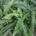 Nephrolepis cordifolia Blatt