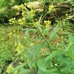 Senecio cacaliaster फूल