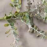 Phyllanthus niruri Ŝelo