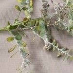 Phyllanthus niruri 樹皮